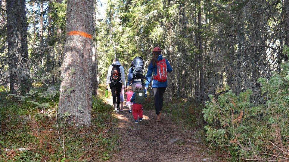 Vuxna och barn som går längs en stig i skogen.
