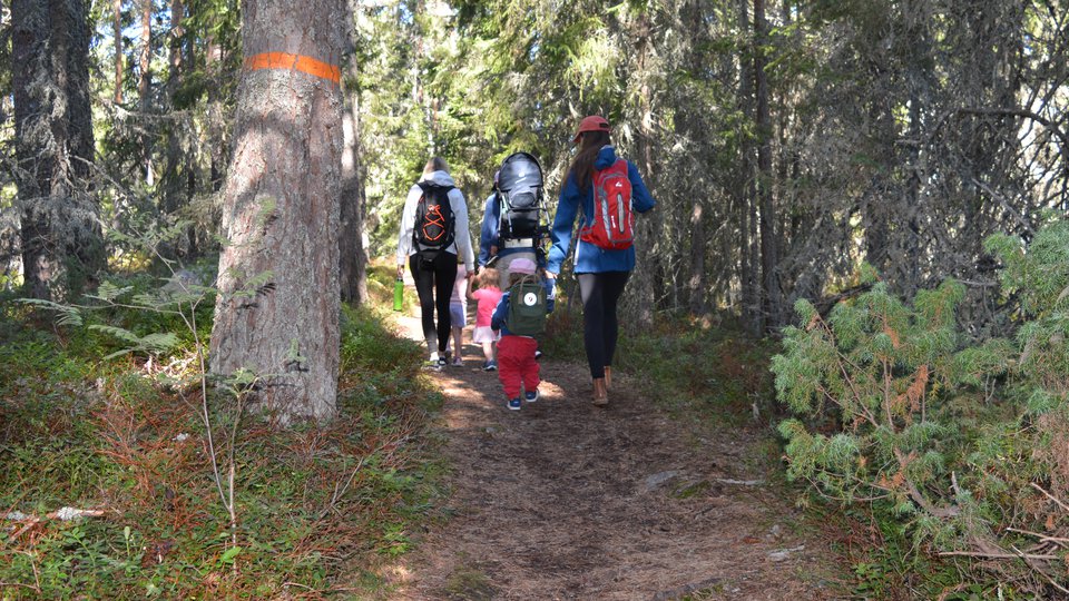 Flera barn och vuxna går längs en stig genom skogen