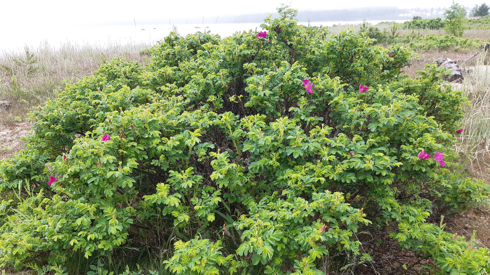 Grön vresros med mörkrosa blommor fotograferad på en disig strand.