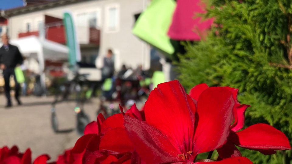 Röda blommor i förgrunden och i bakgrunden skymtar människor och en rollator.