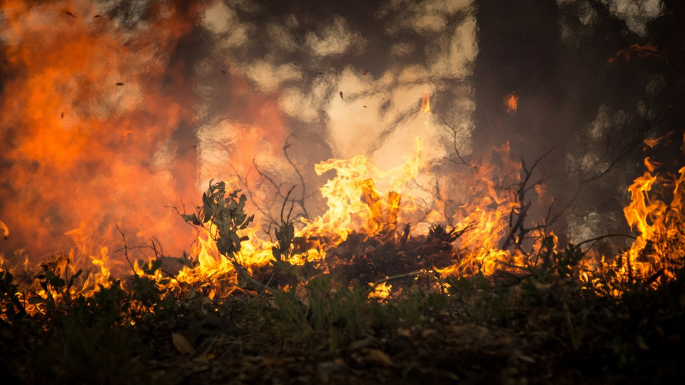 Närbild på eldslågor vid en skogsbrand.