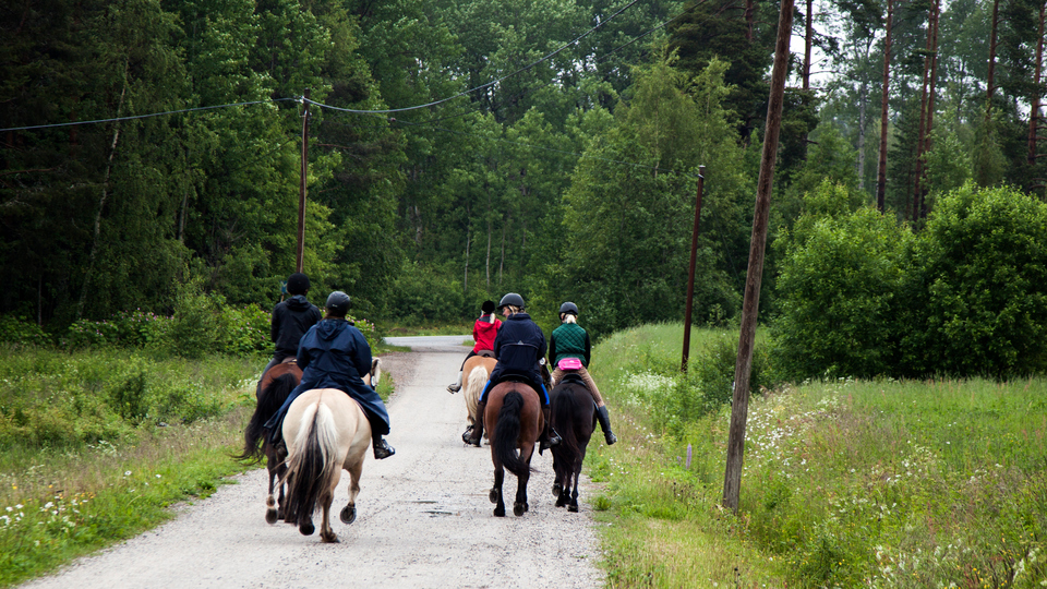 Fem hästar med ryttare på en skogsväg