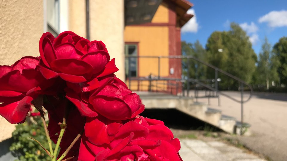 Närbild av röda rosor med Bergsjögården i bakgrunden.