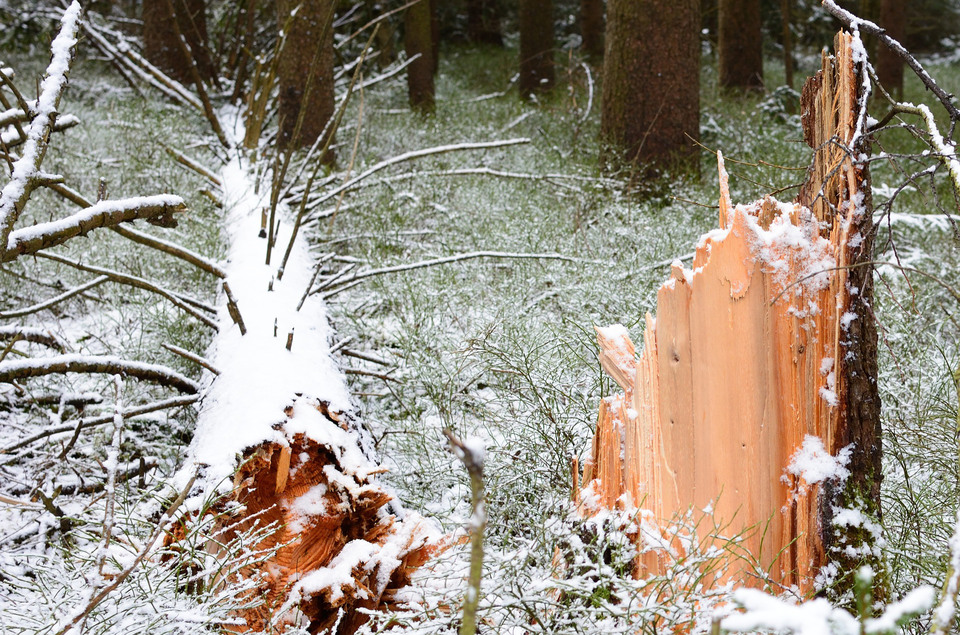 Bild av stormfällt träd på ett tunt snötäcke.