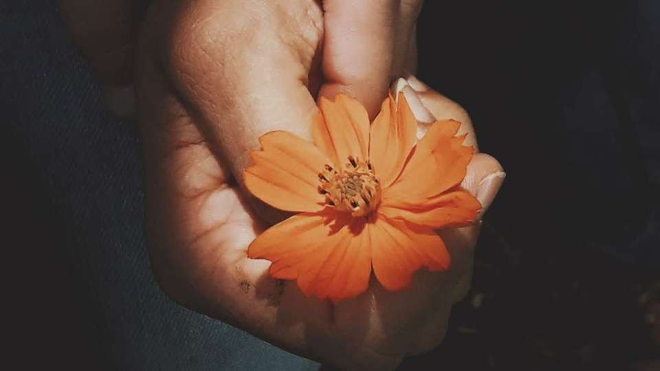 En hand håller en orange blomma, färgen som symboliserar arbetet mot kvinnovåld.